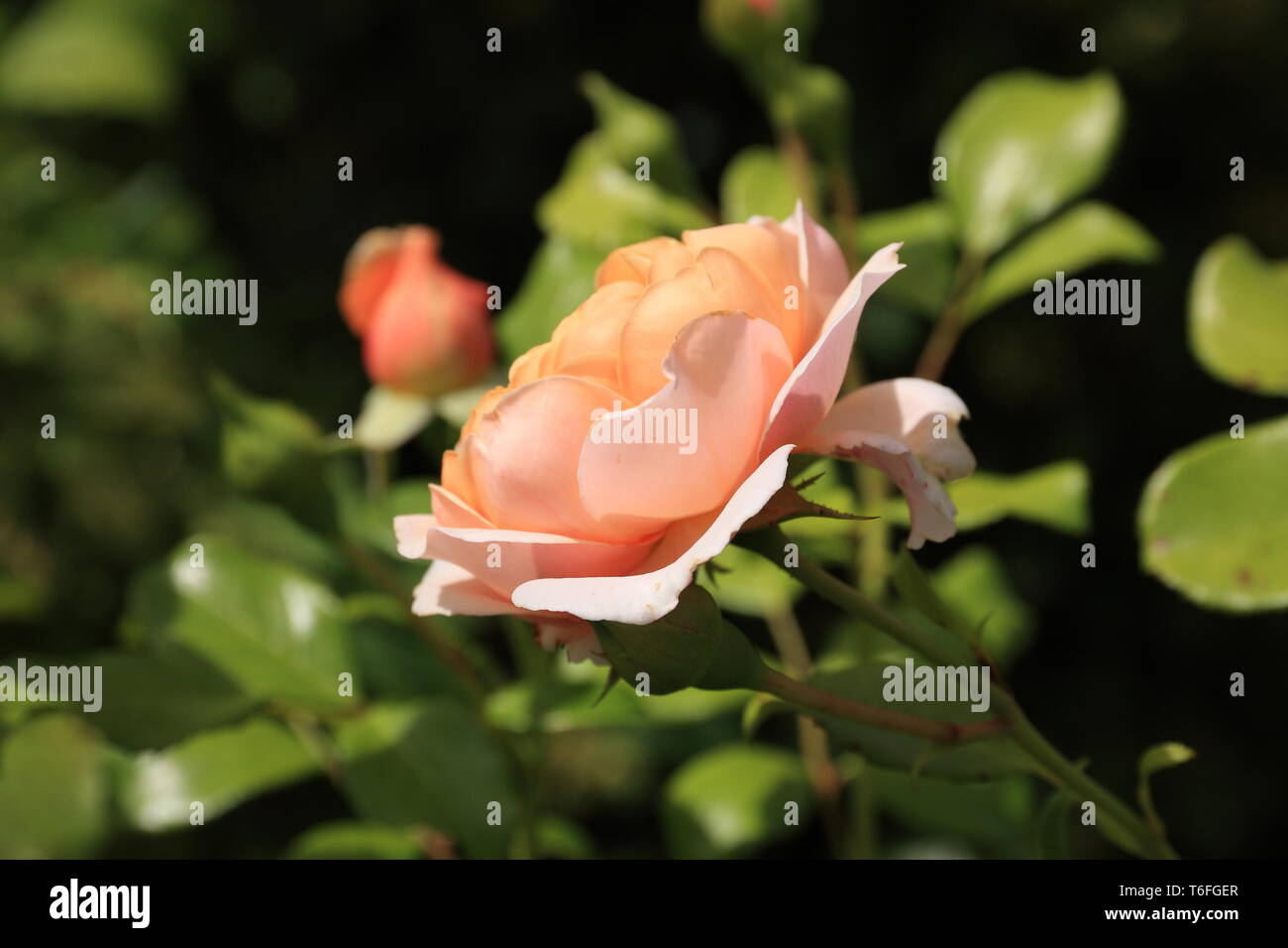 Salmon-colored rose Stock Photo