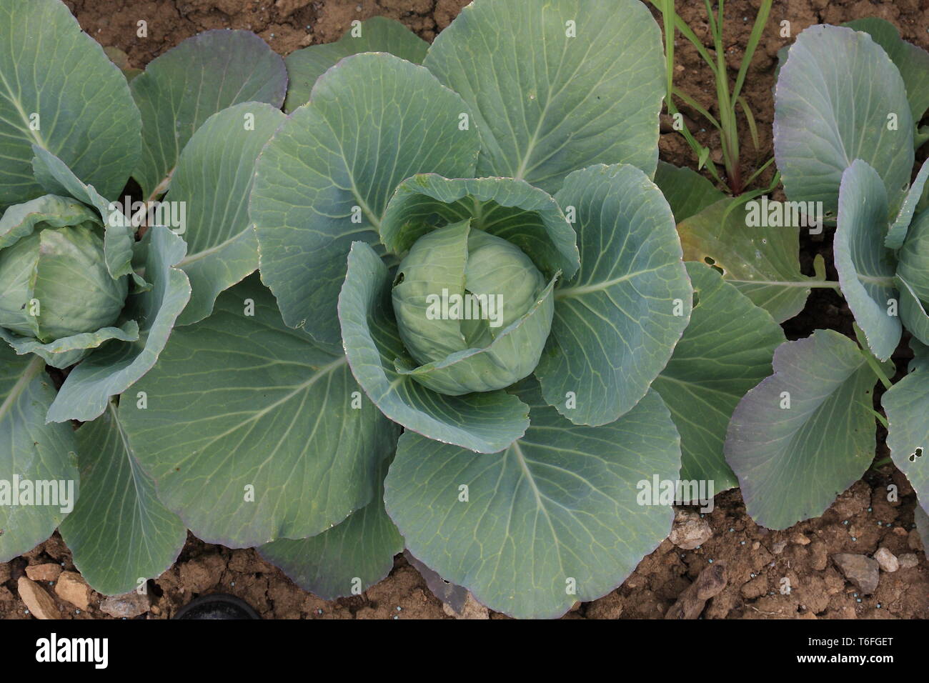 White cabbage Stock Photo