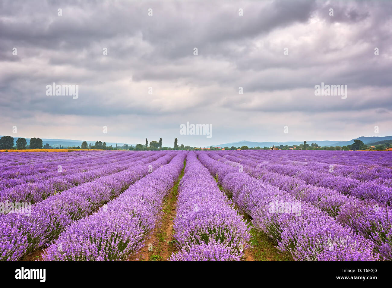 Lavender Field in Bulgaria Stock Photo - Alamy