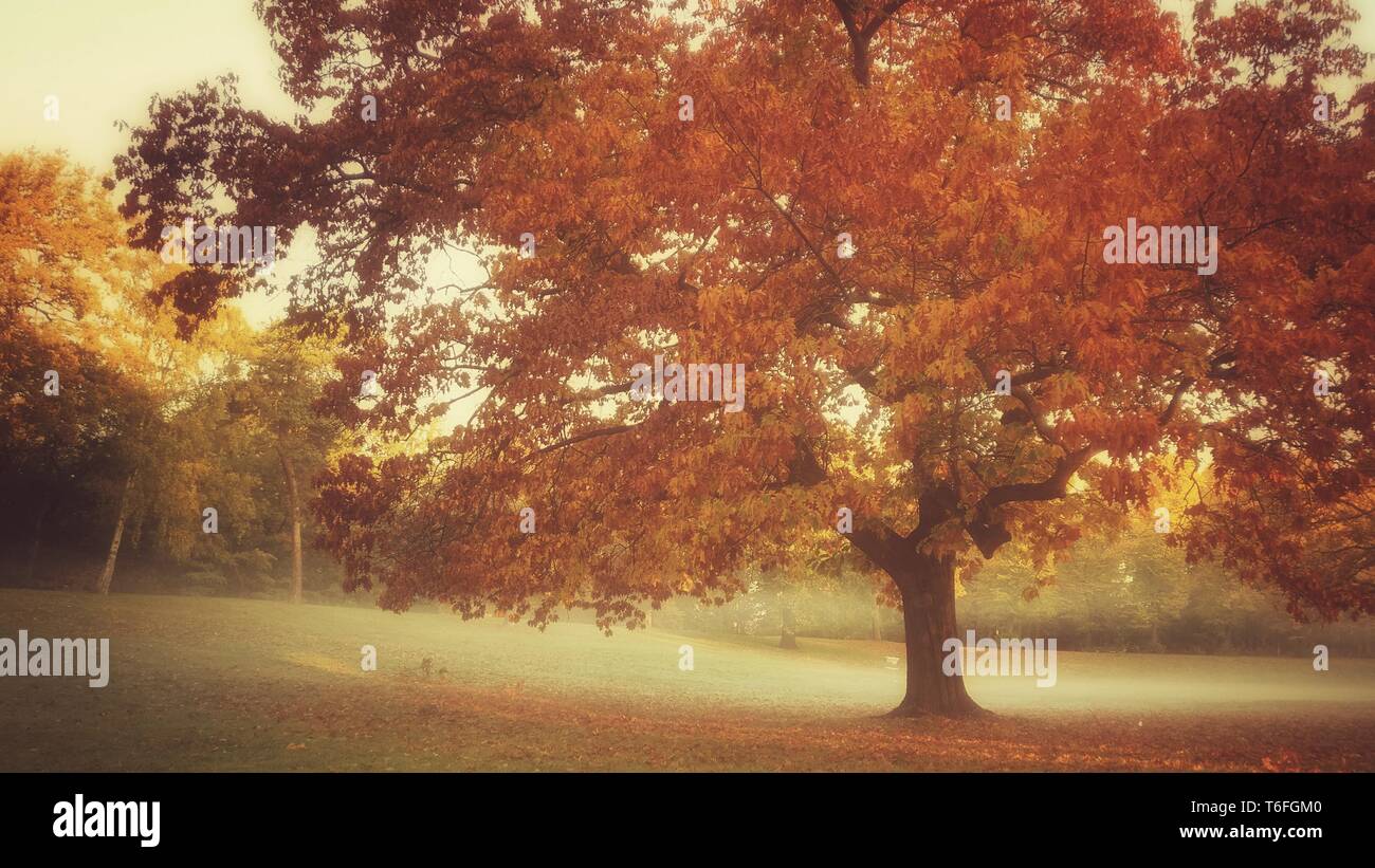 vintage autumn tree Stock Photo