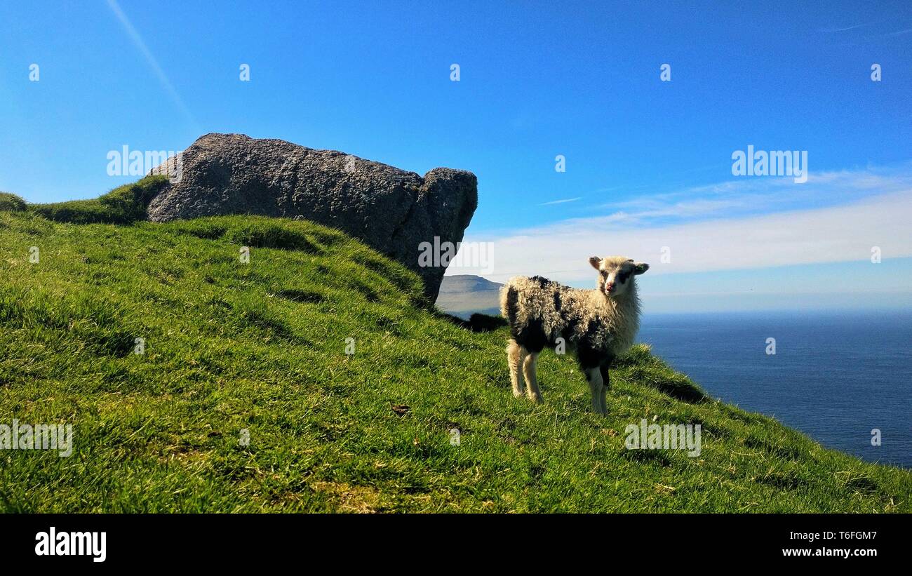 lamb on green field Stock Photo