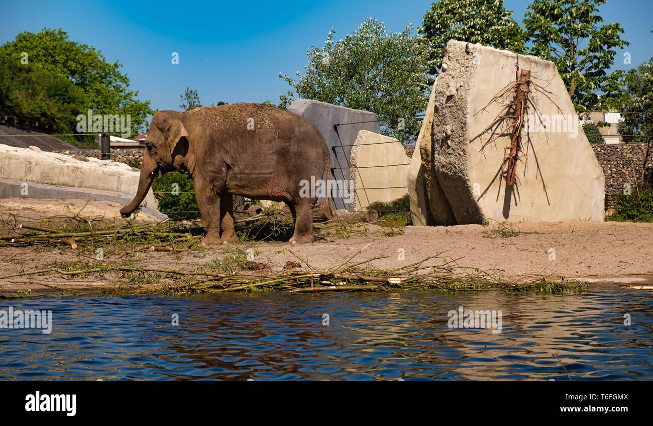 Animal in Amsterdam Zoo Stock Photo Alamy