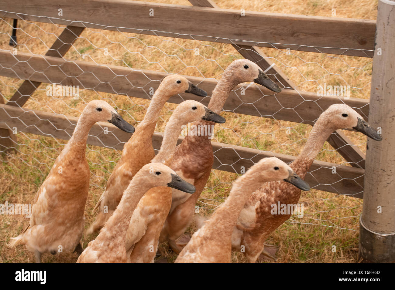 Baby geese in pen Stock Photo