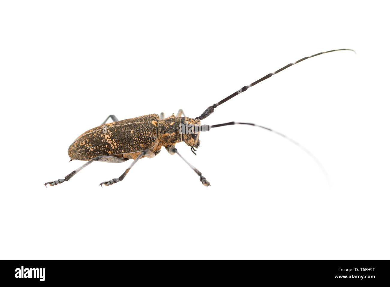 Longhorn beetle or longicorn Stock Photo