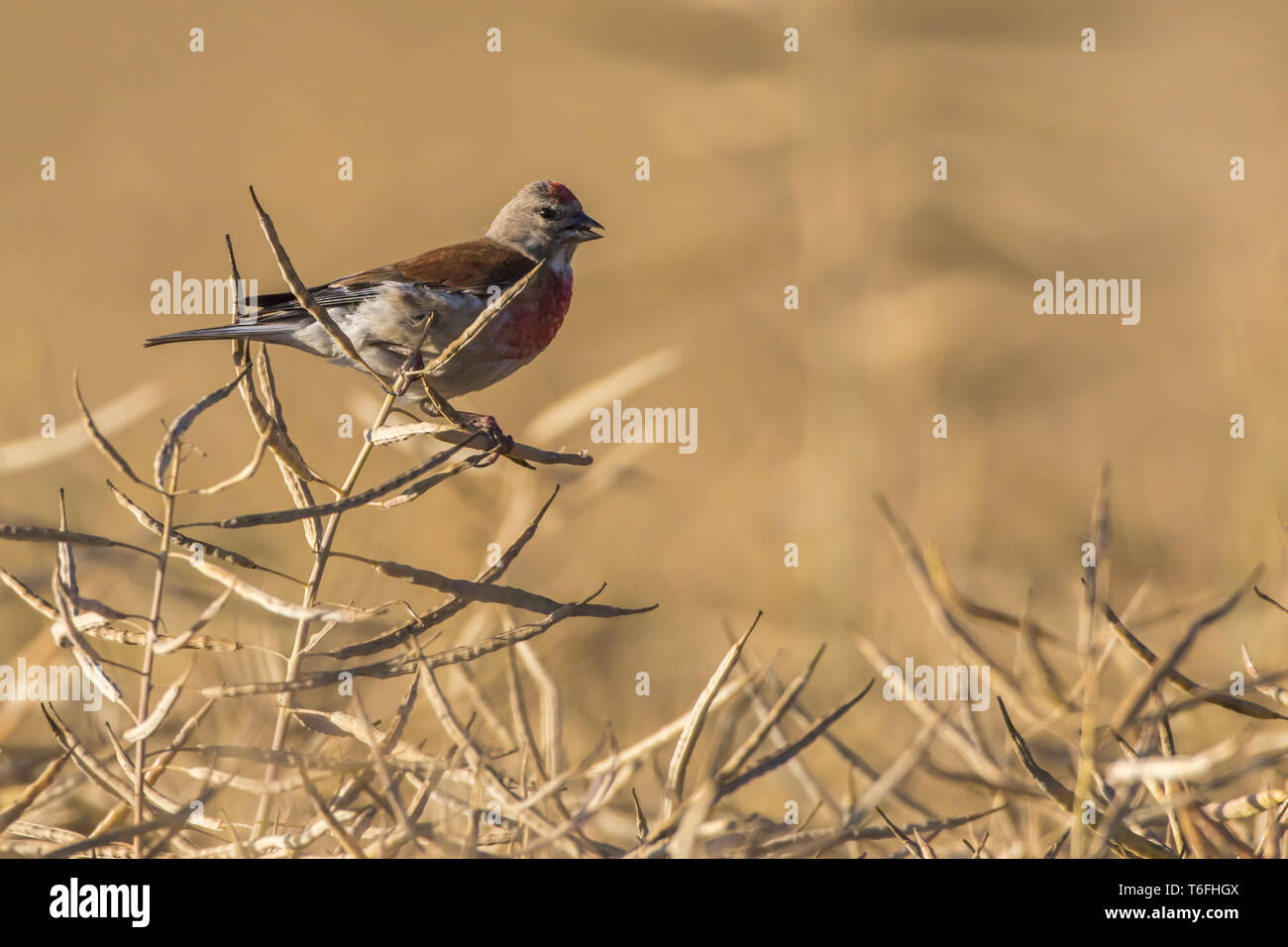 Common linnet (Carduelis cannbina Stock Photo - Alamy