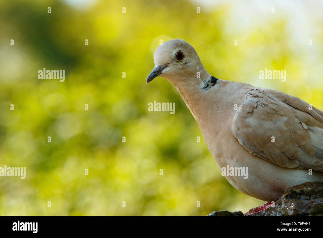 Bird sitting on a rock and turning his head Stock Photo