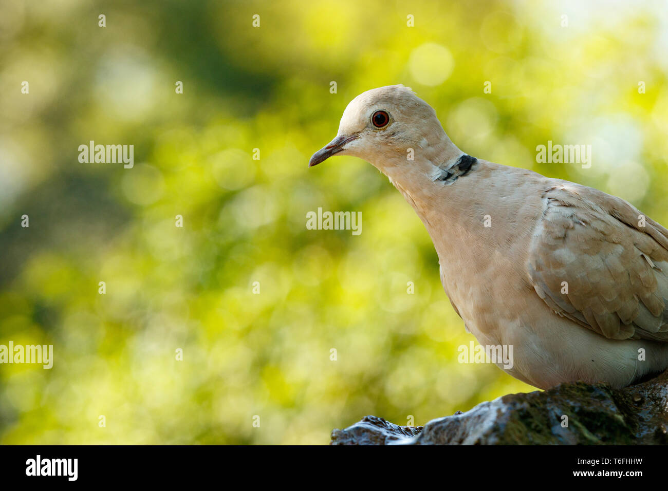 Bird sitting on a rock and looking at you Stock Photo