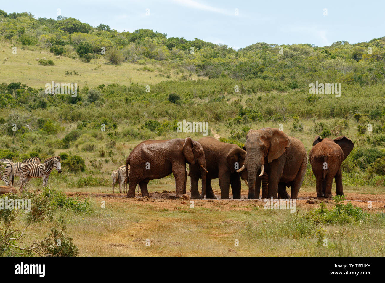 Elephants together at the drinking hole Stock Photo