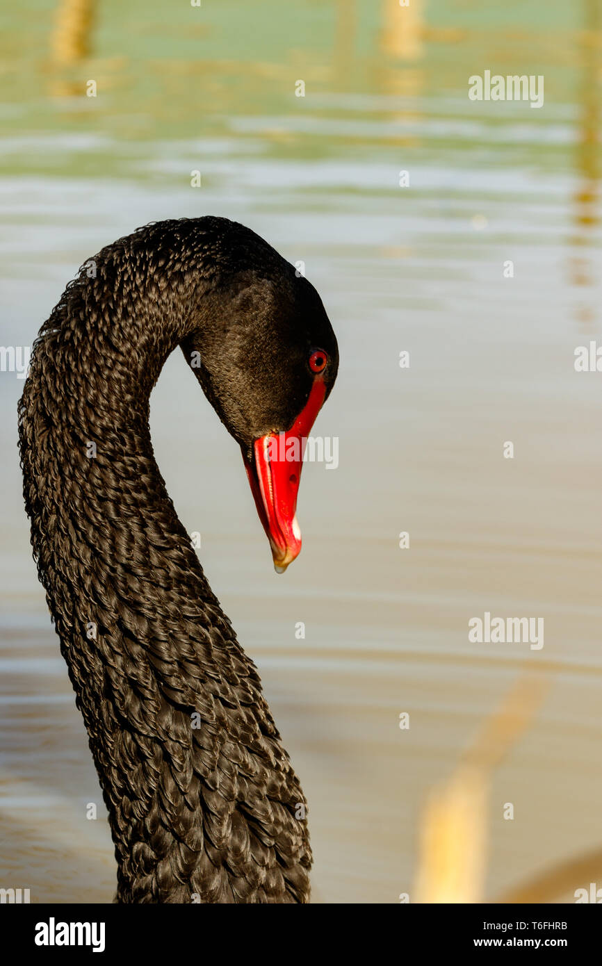 Close up of a Black Swan with his neck turned Stock Photo