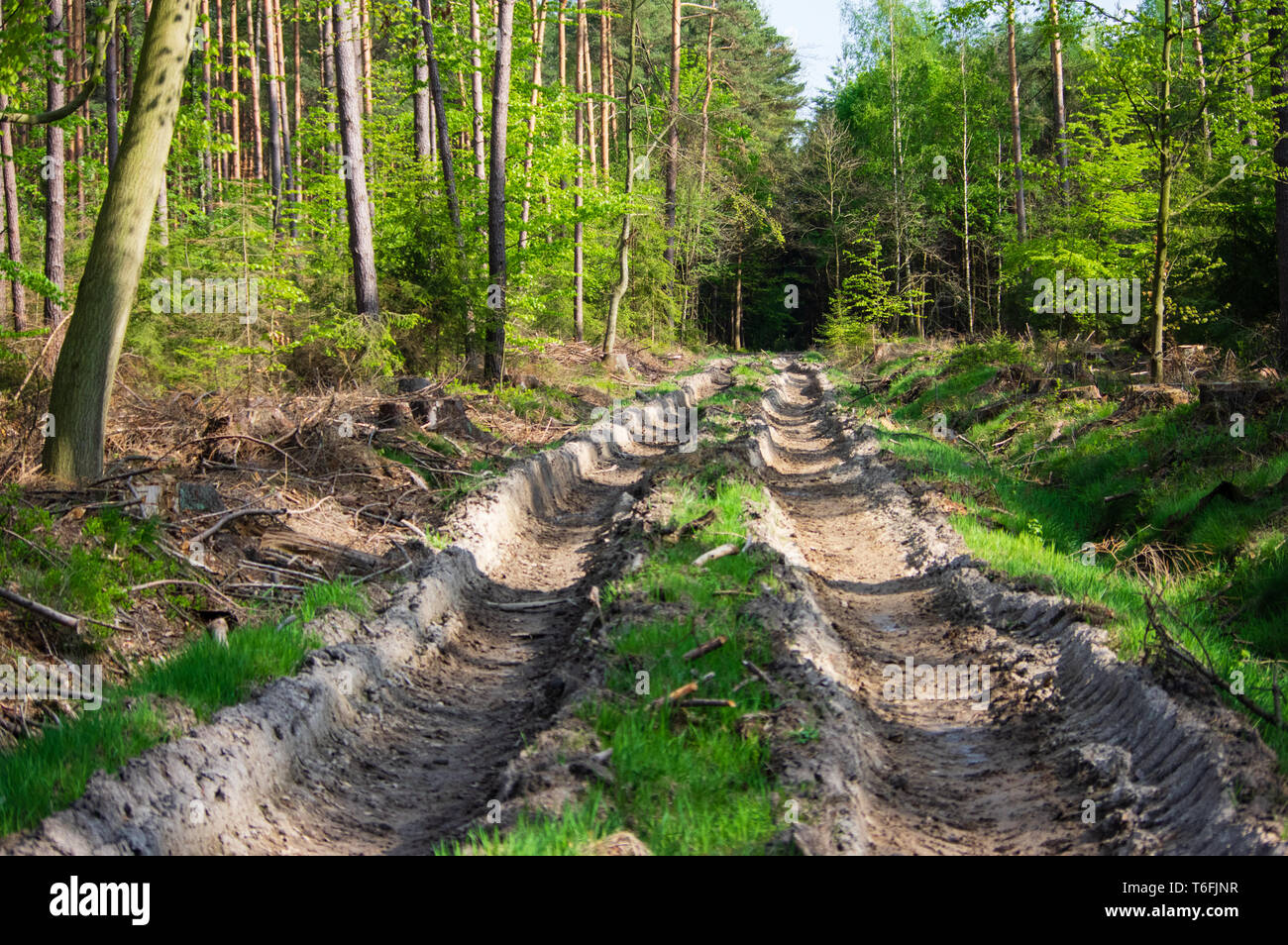damage done to spring forest ground by a harvester machine Stock Photo