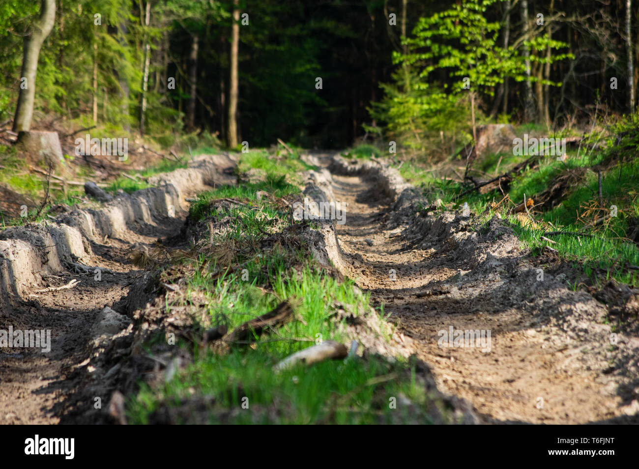 spring forest soil damaged by a harvester machine Stock Photo