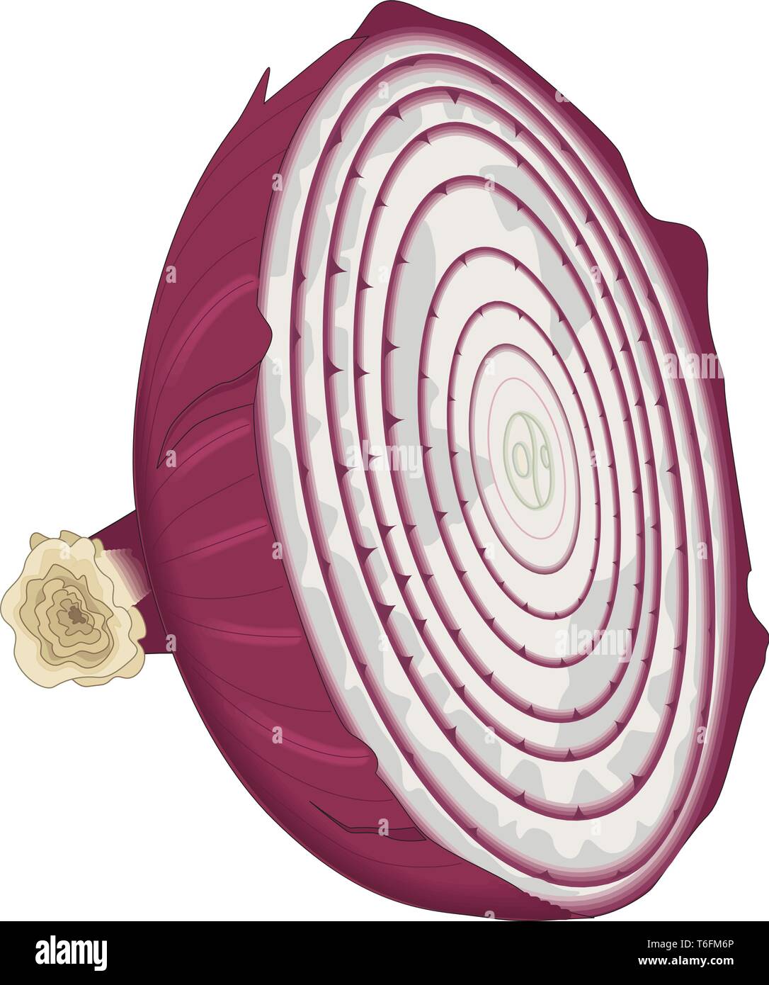 Onion Half Vector Illustration Stock Vector Image & Art Alamy