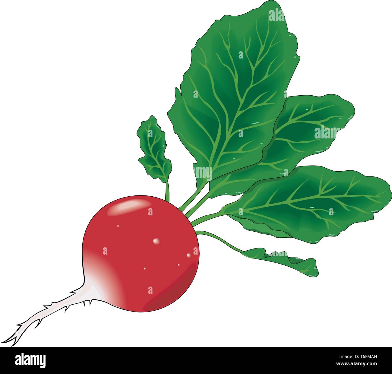 Radish illustration hi-res stock photography and images - Alamy