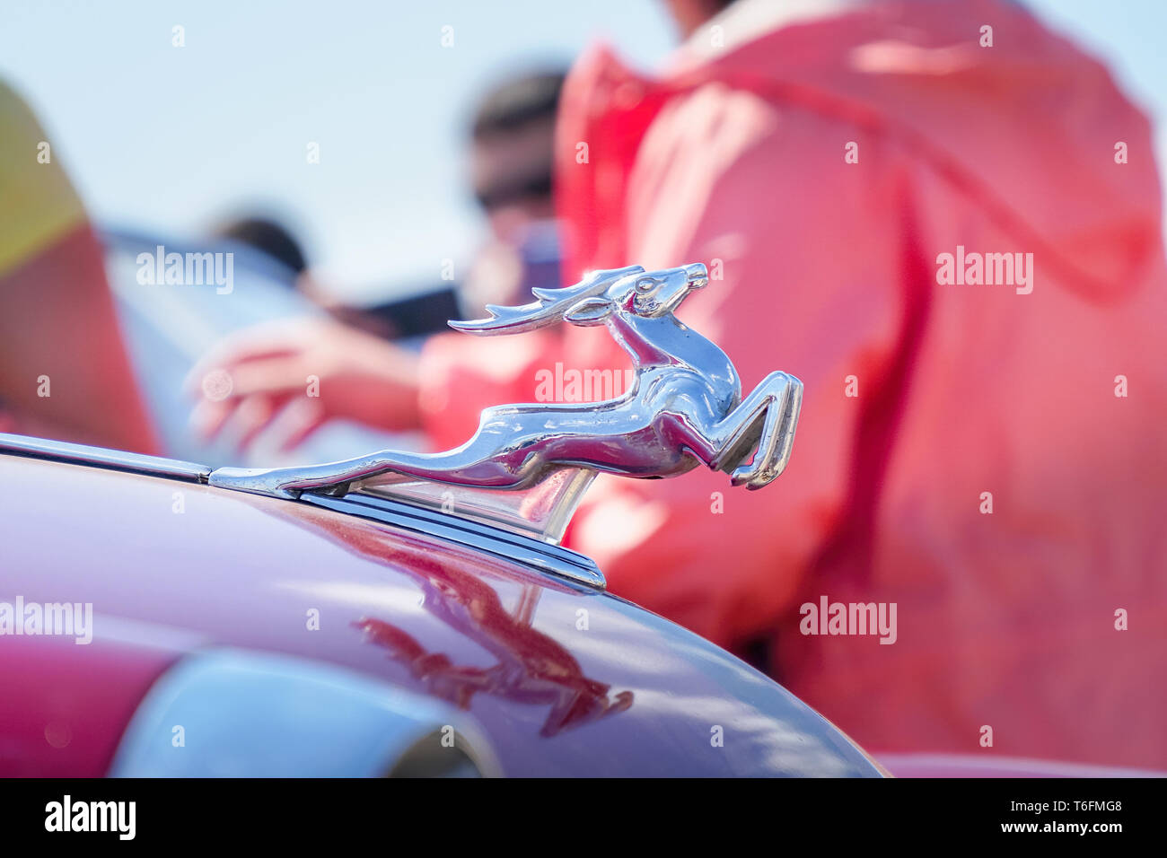 Figureemblem Deer on the hood of a retro car Volga Gas21 Stock Photo