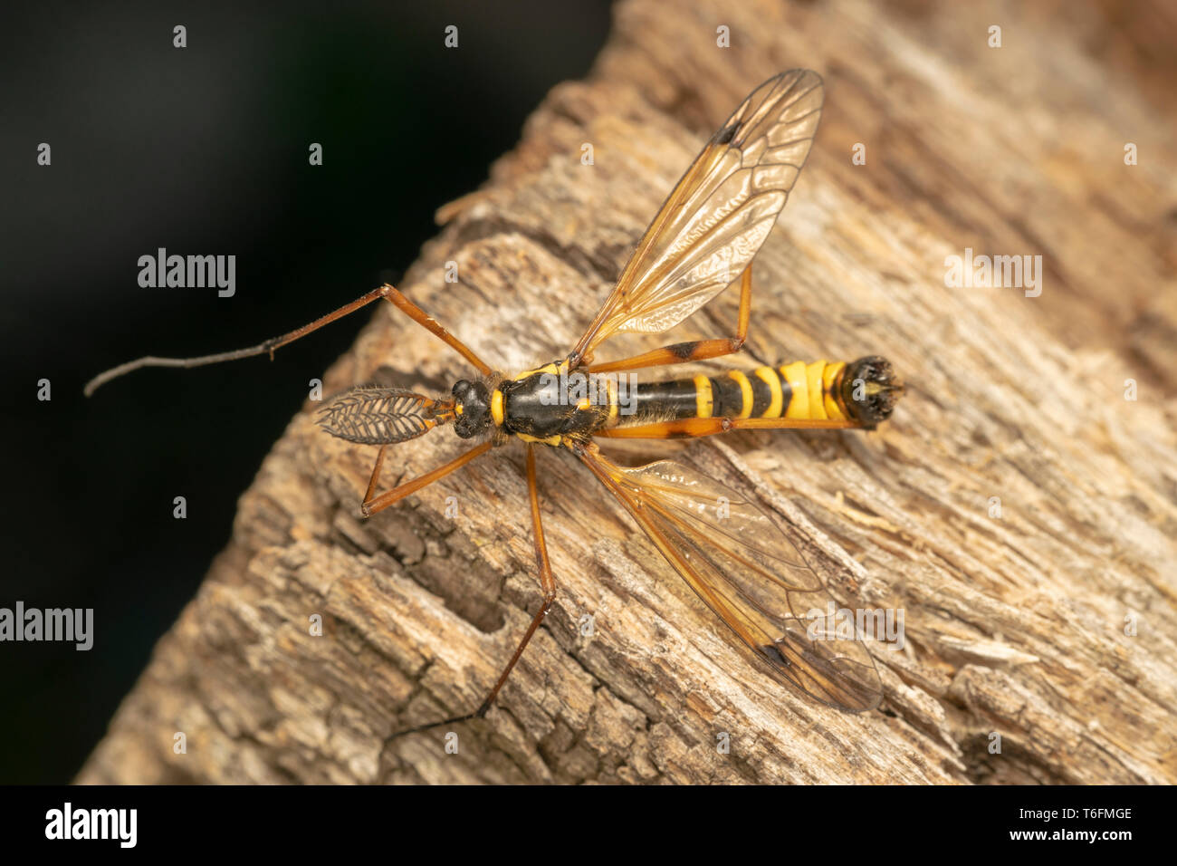 Cranefly, wasp mimicry male (lat. Ctenophora flaveolata) Stock Photo