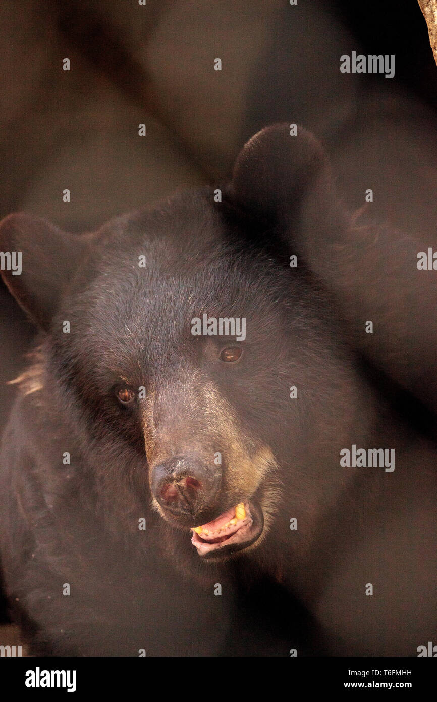 Black bear Ursus americanus relaxes in its cave Stock Photo