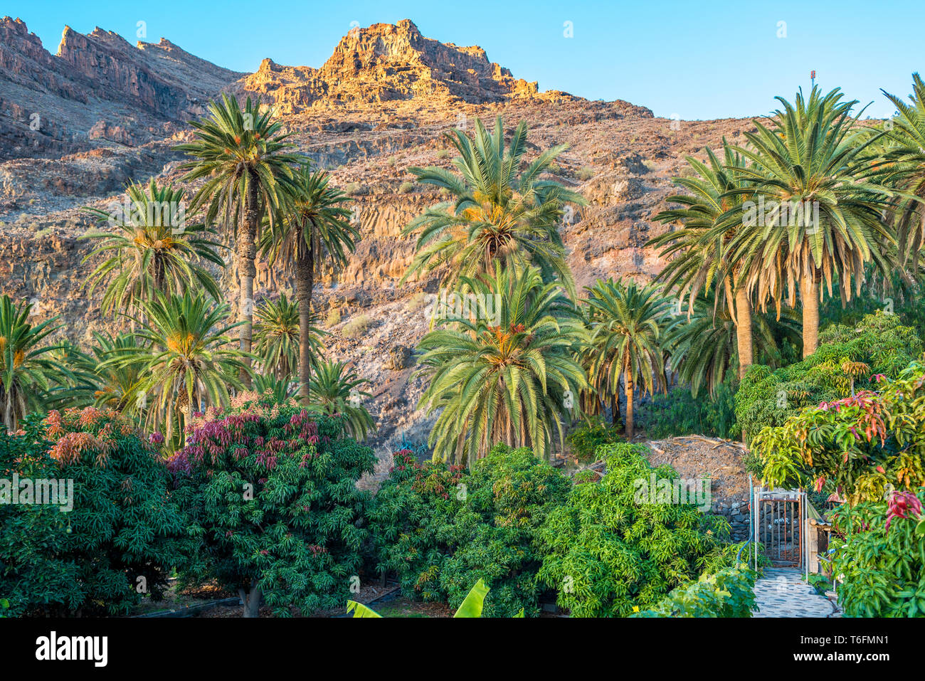 Landscaped gardens in the Valle Gran Rey Stock Photo