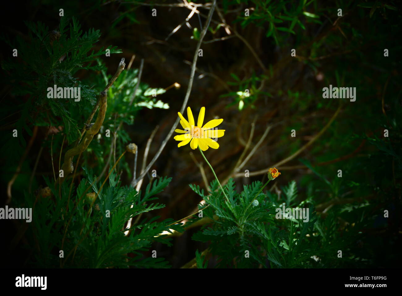 Light green flower hi-res stock photography and images - Alamy