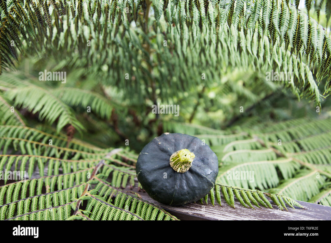Homegrown, organic buttercup squash sitting on a ledge overlooking the