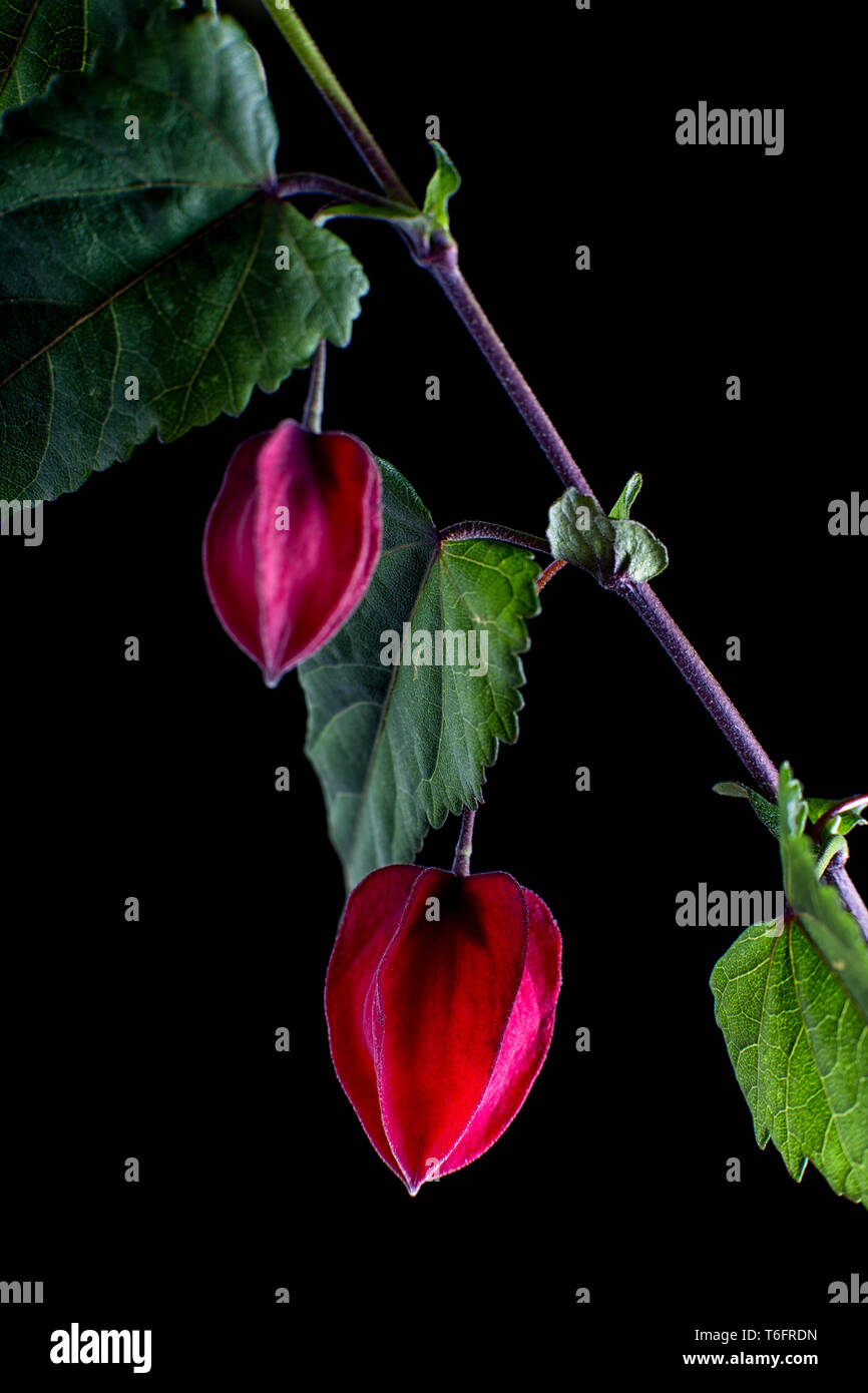abutilon flower macro on black background Stock Photo