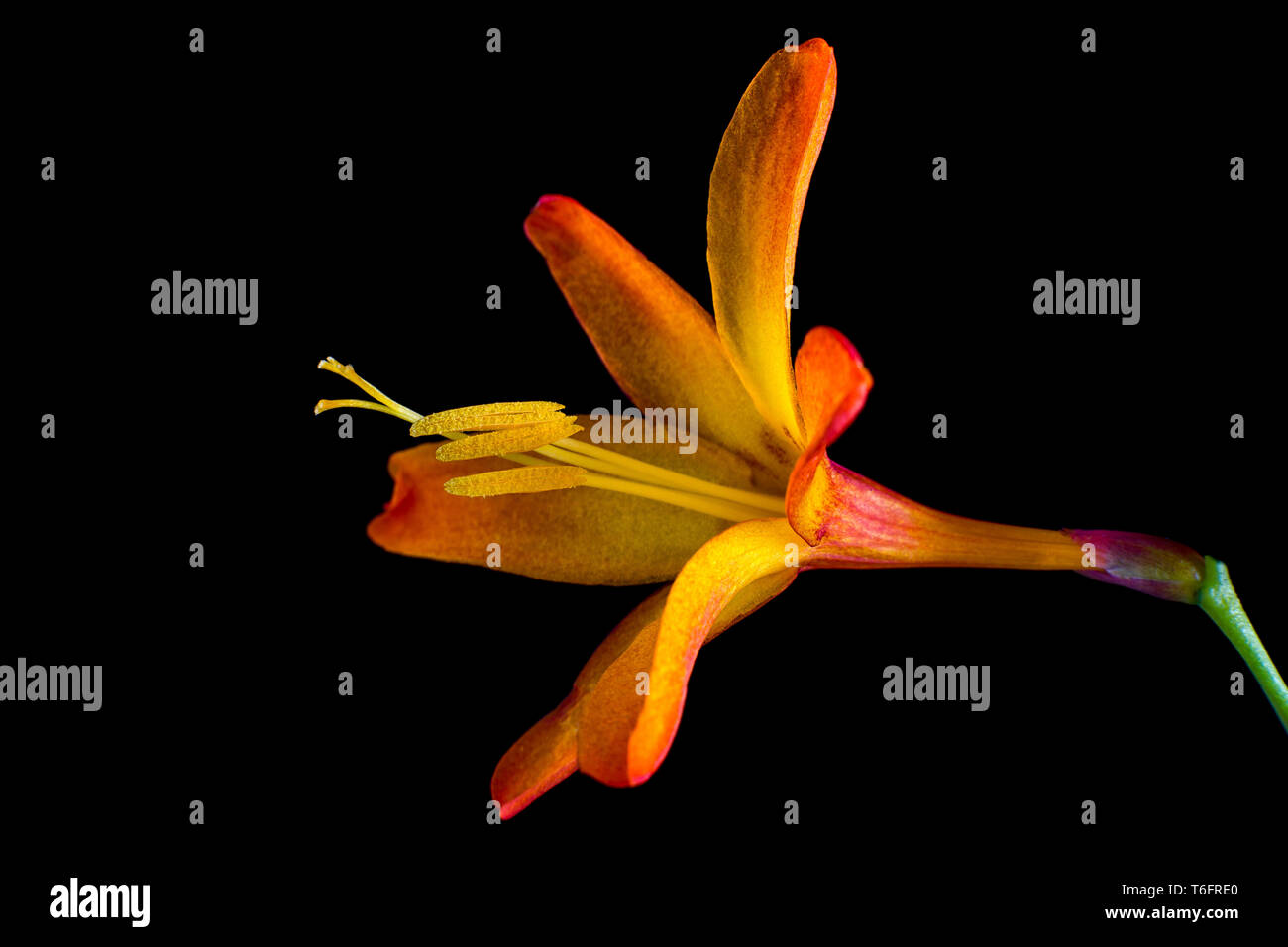 montbretia flower  bloom closeup in Colombia Stock Photo