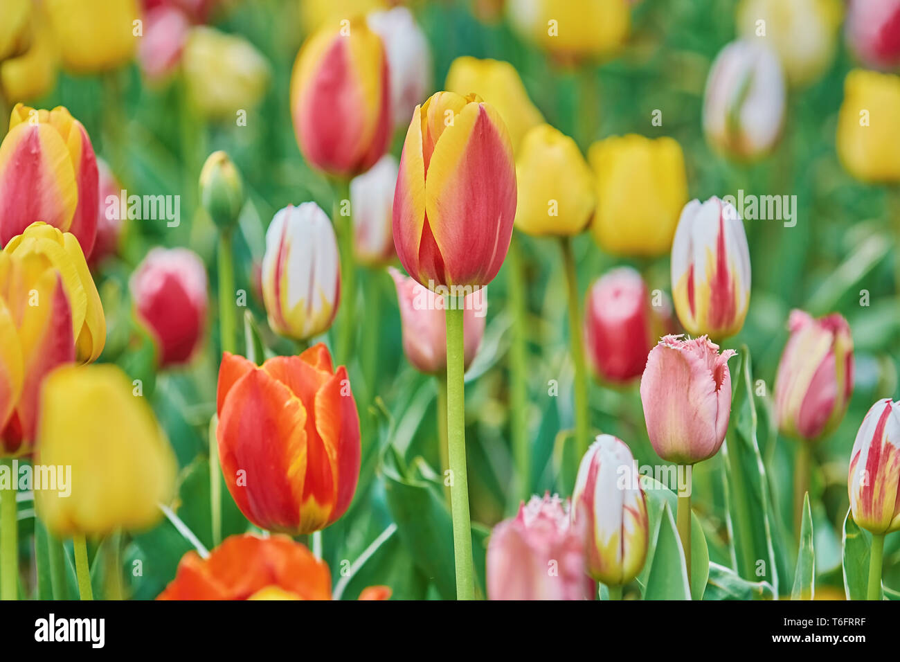Tulip Flowers of Different Colors Stock Photo - Alamy