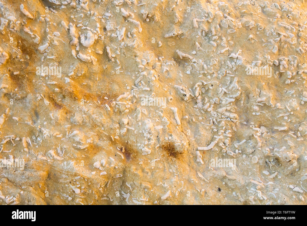 Geological shells hi-res stock photography and images - Alamy