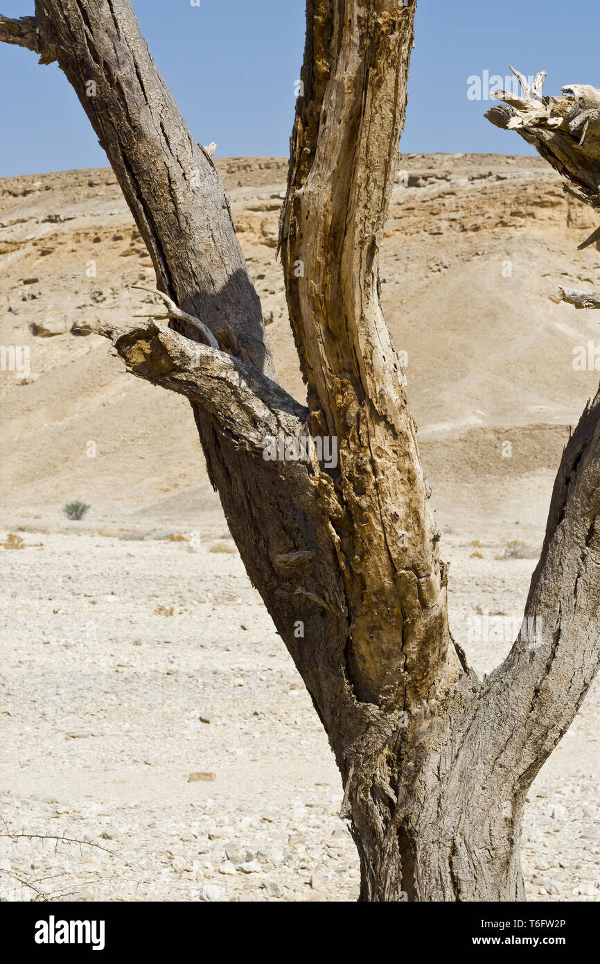 Life in a lifeless desert Stock Photo
