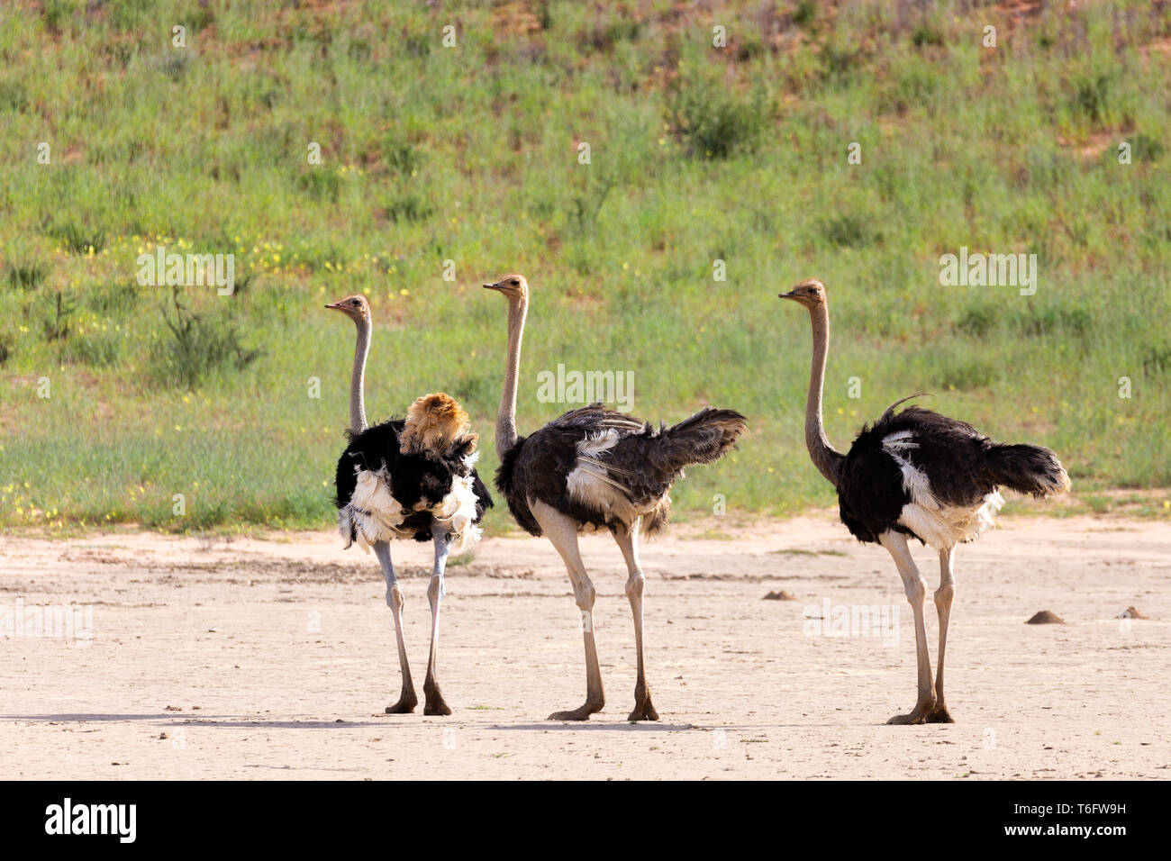 Ostrich, in Kalahari,South Africa wildlife safari Stock Photo