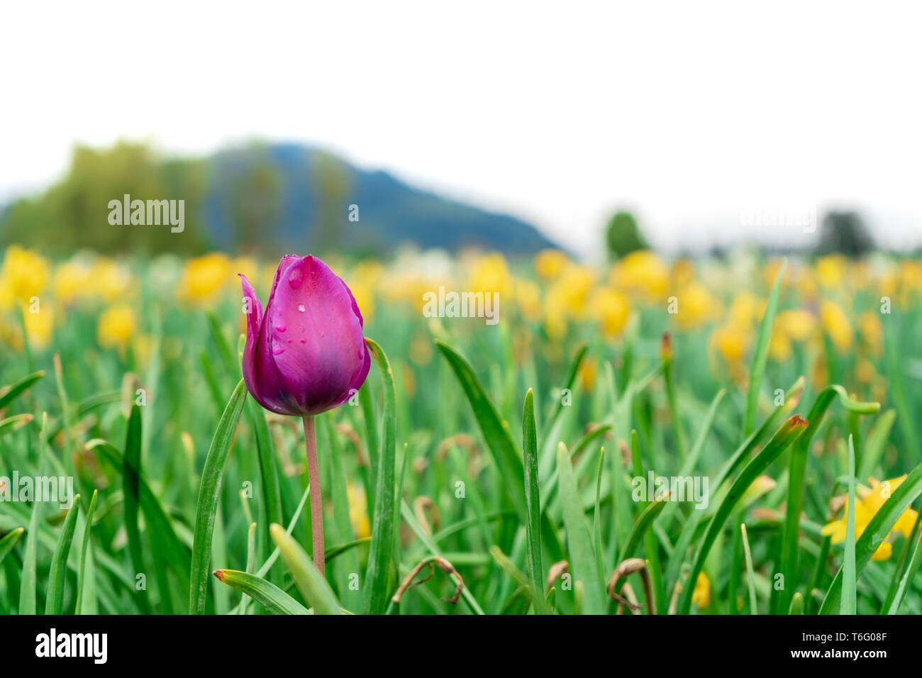 Deep purple pink tulip growing in a flower field on a farm. Bright green, tall stems and yellow tulips in the background. Selective focus on tulip. Stock Photo