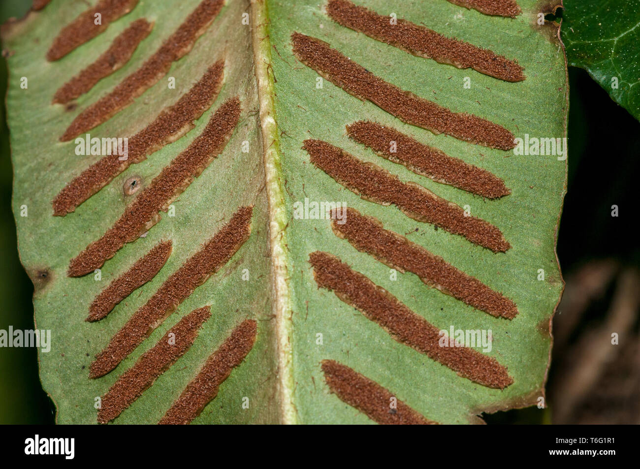 Sori of a harts-tongue fern (Asplenium scolopendrium) Stock Photo