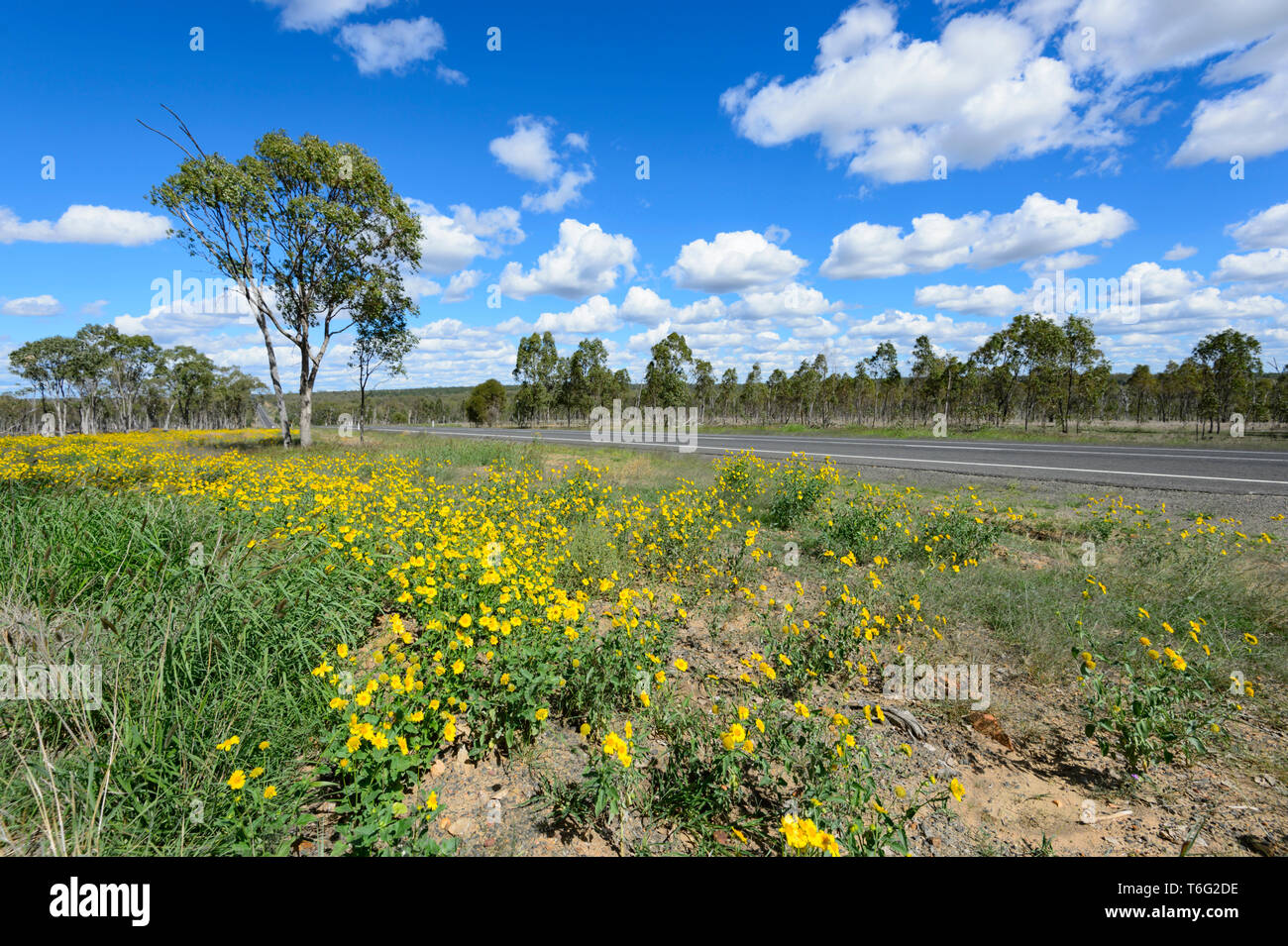 Outback wildflowers australia hires stock photography and images Alamy