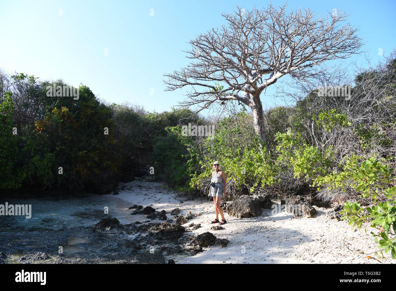 Baobab tree on  Azura Quilalea Private Island, Quirimbas Archipelago, Mozambique, Africa Stock Photo