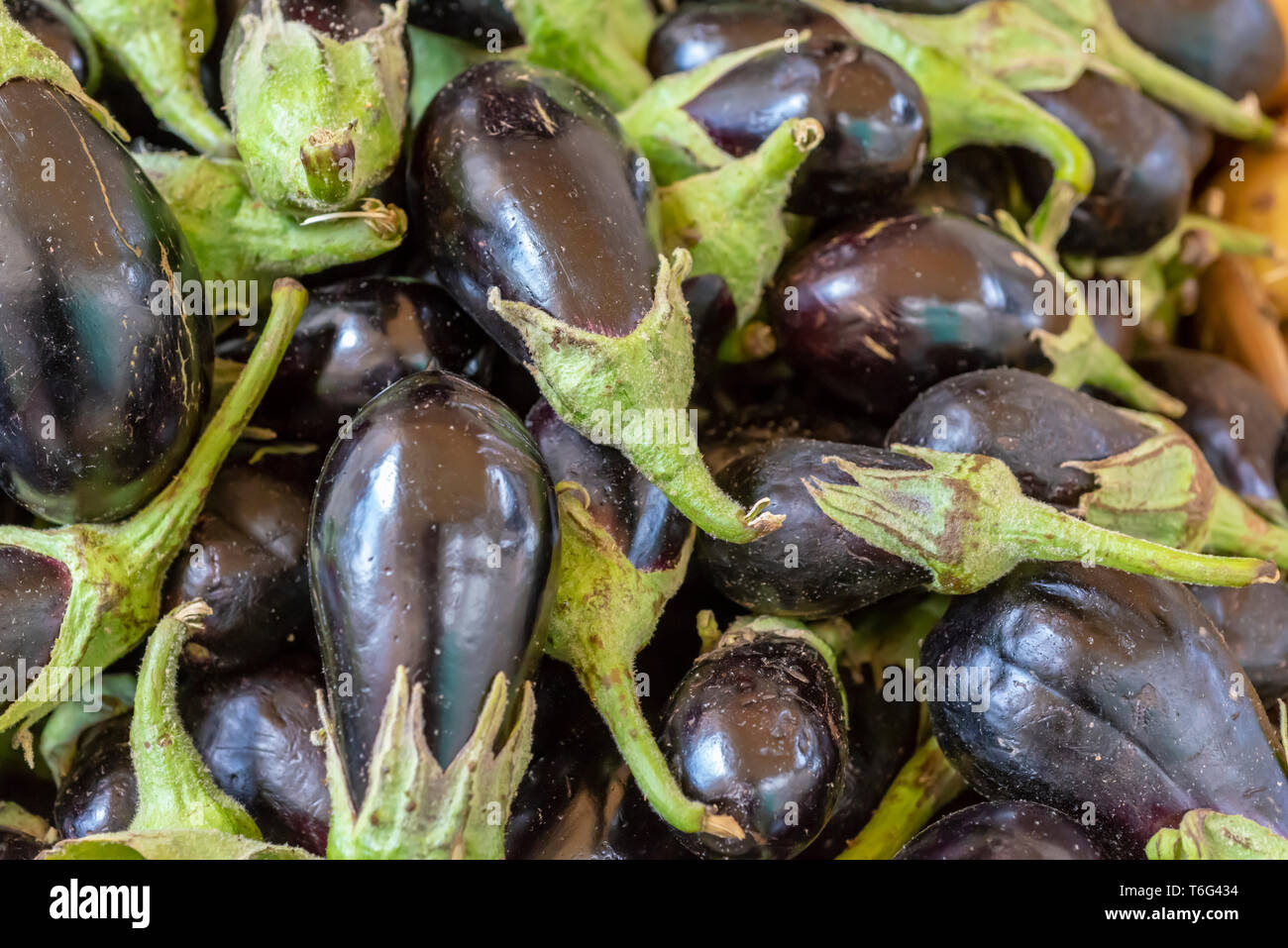 Vegetable eggplant small violet hires stock photography and images Alamy