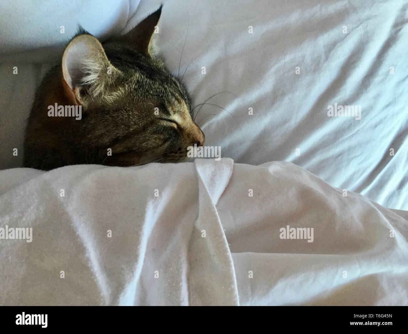 Sleeping cat in bed Stock Photo Alamy