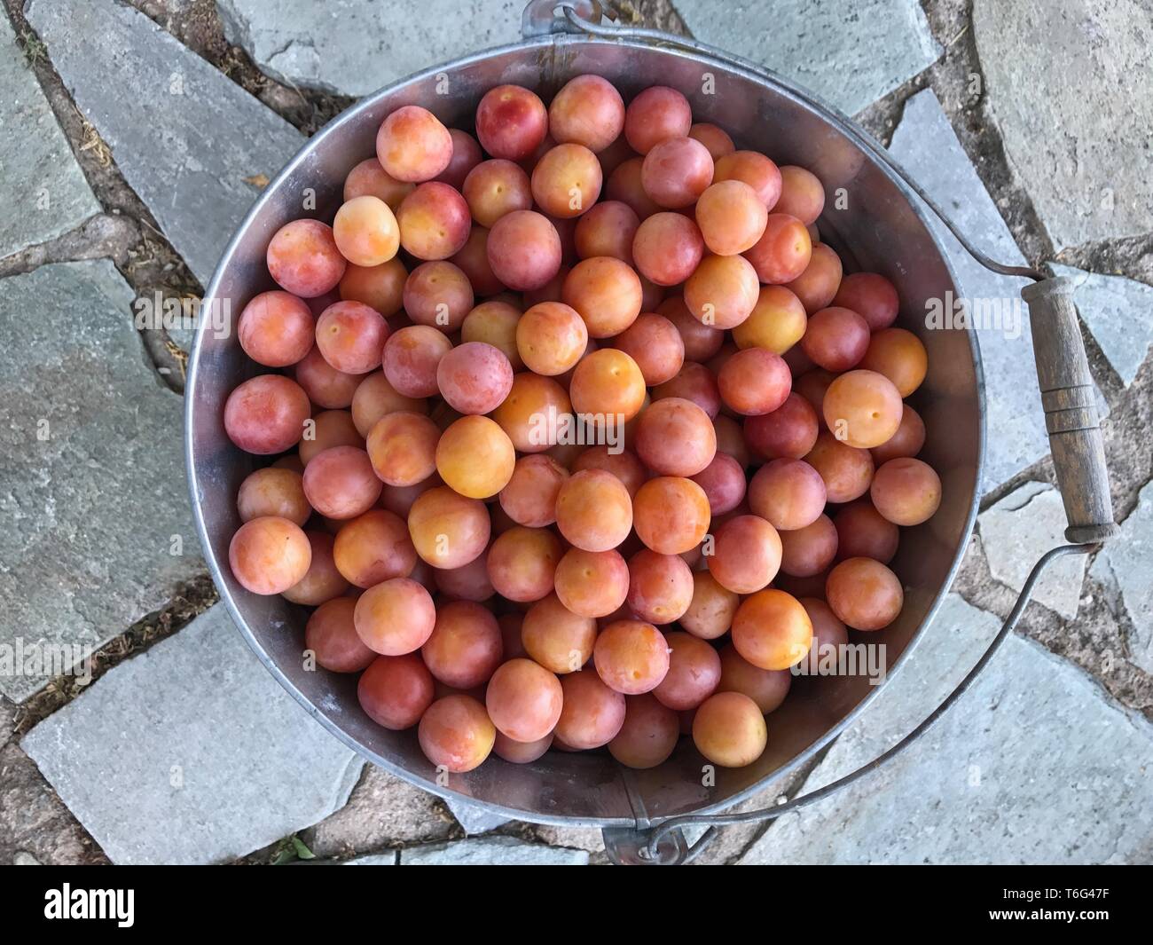 Mirabellen Yellow plums Stock Photo - Alamy