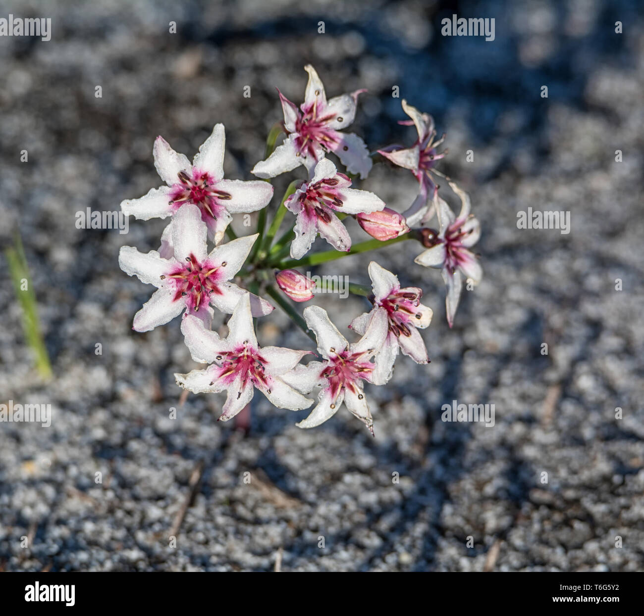 A Hessea cinnamomea flower in Southern Africa Stock Photo