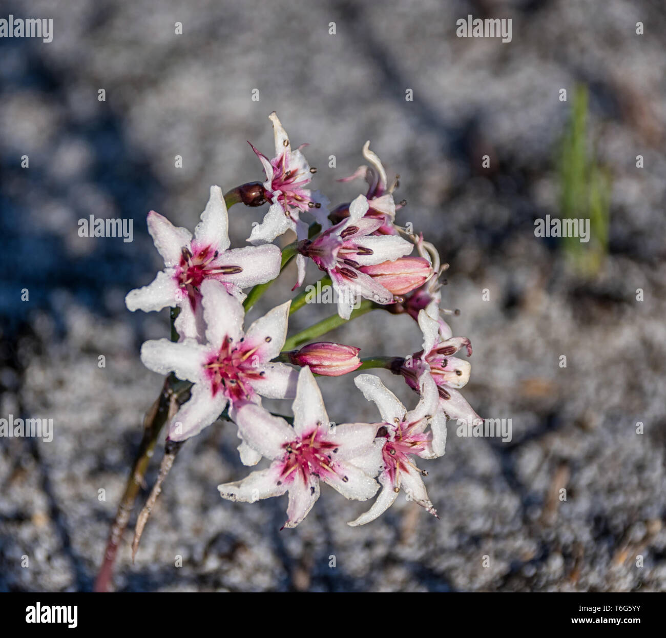 A Hessea cinnamomea flower in Southern Africa Stock Photo