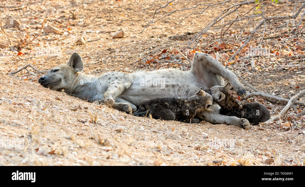 Spotted Hyena Giving Birth