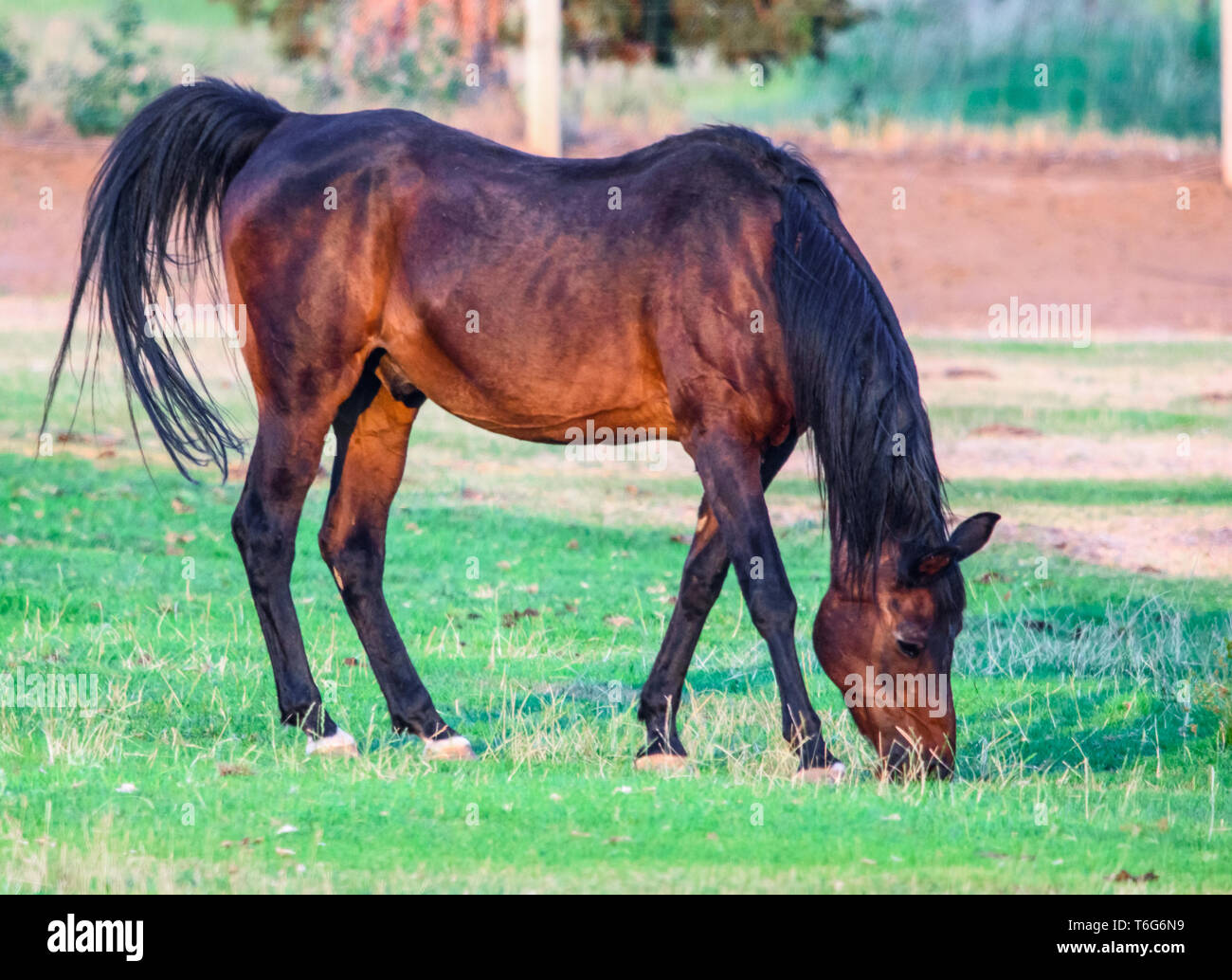 Beautiful Dark Bay Stallion Grazing on a Field of Fresh Green Grass Stock Photo
