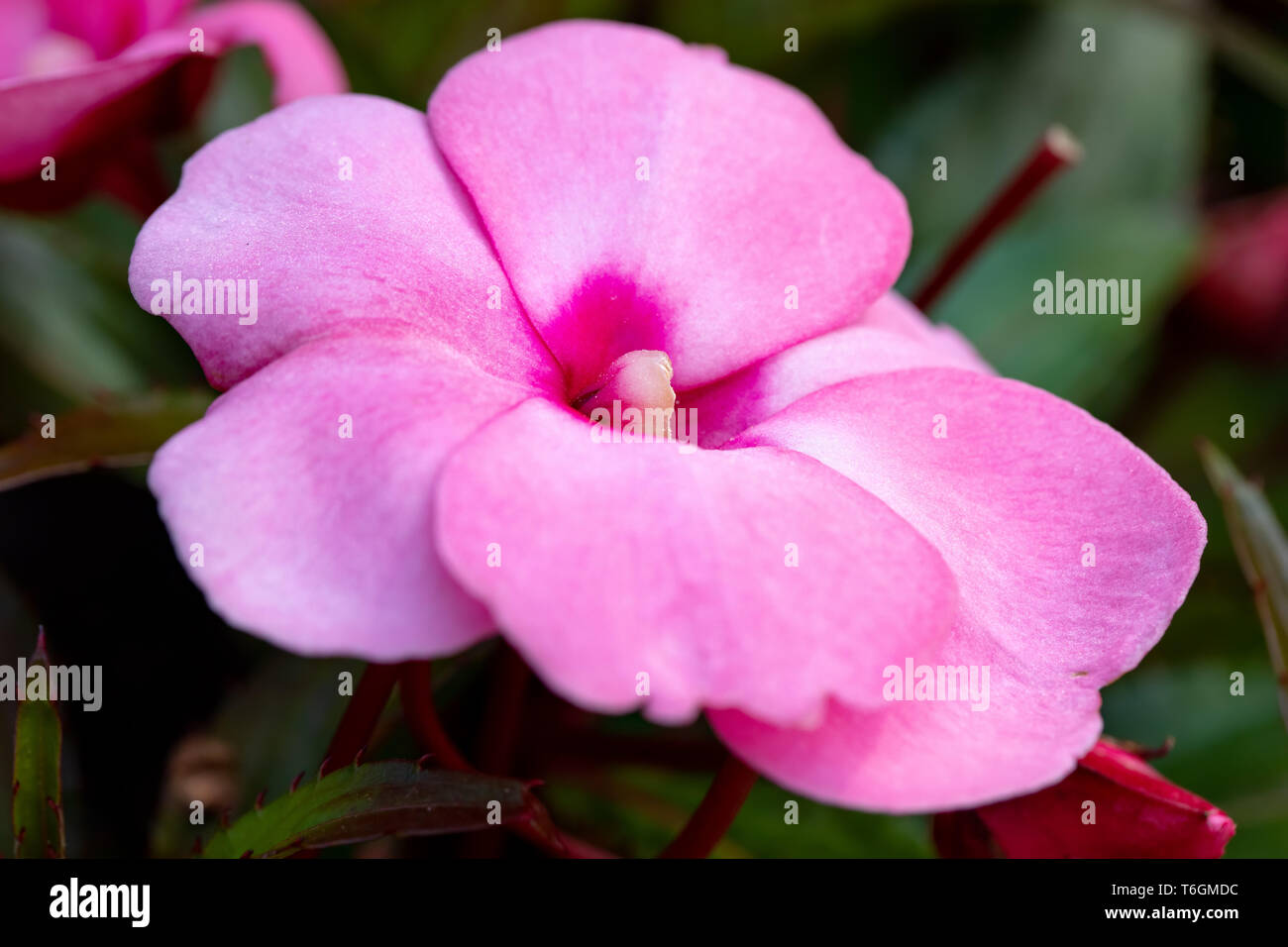 pink New Guinea impatiens flowers in pots Stock Photo Alamy