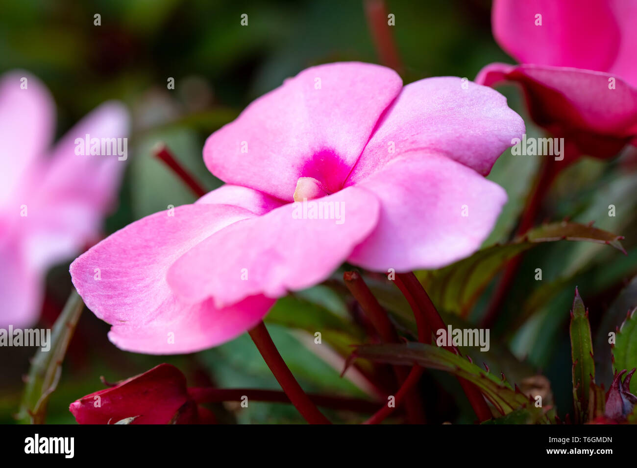 pink New Guinea impatiens flowers in pots Stock Photo Alamy