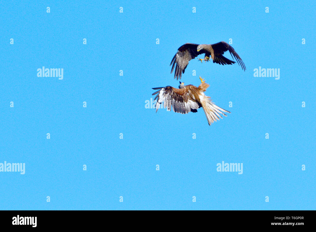 Black kite and red kite Stock Photo Alamy