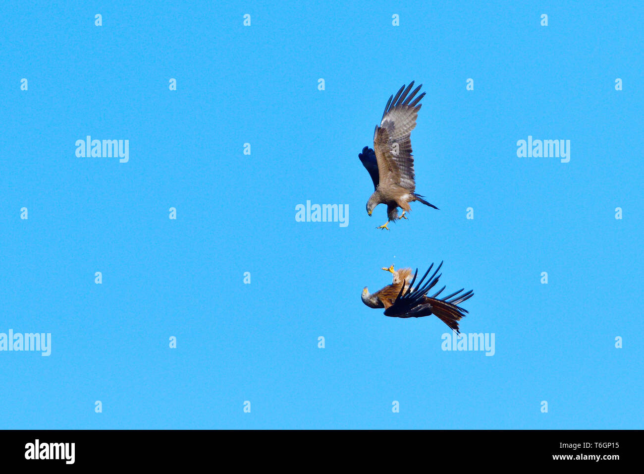 Black kite vs red kite hires stock photography and images Alamy