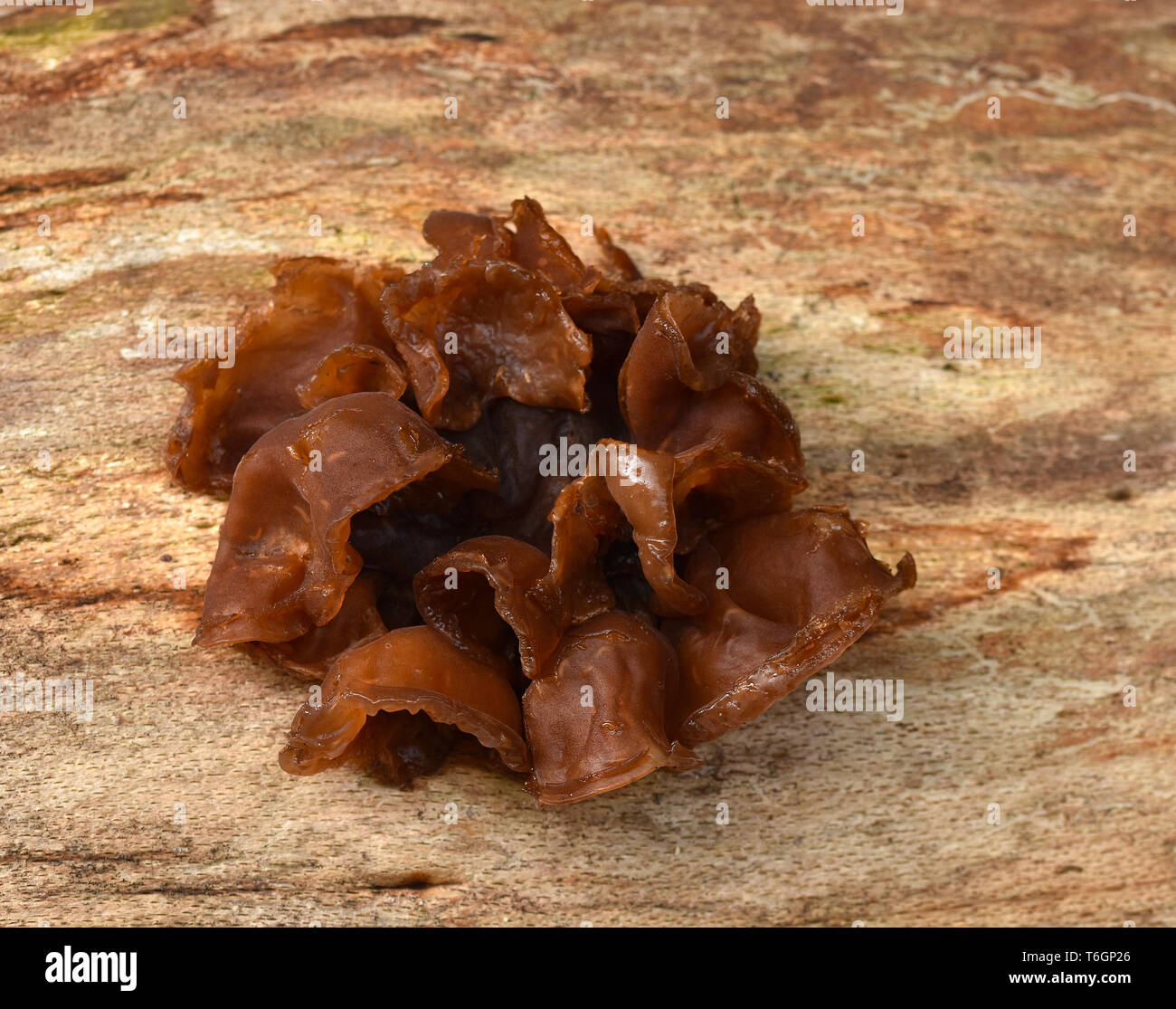 fungus, jelly ear, woodear, Stock Photo