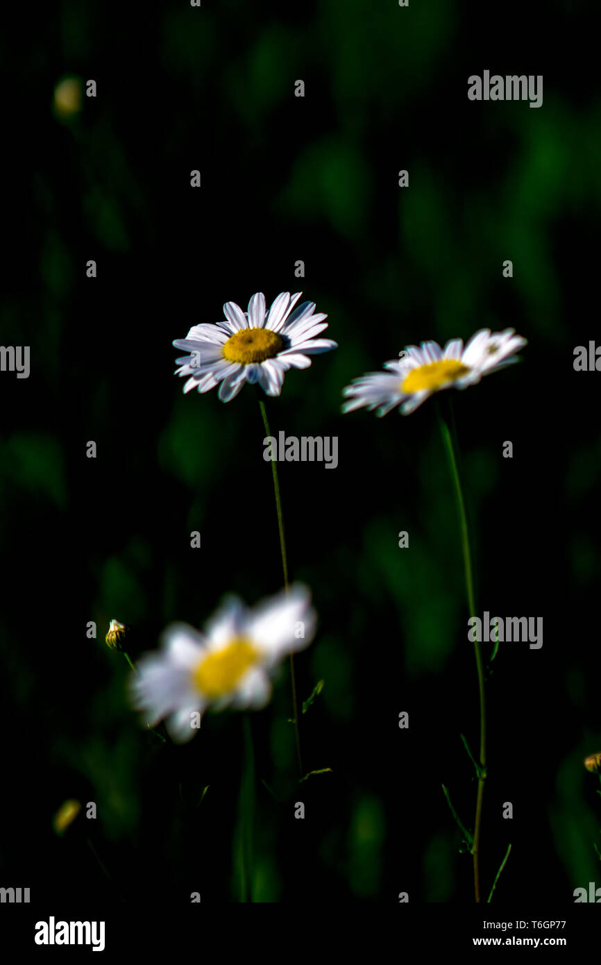 White chamomiles abstract on a meadow Stock Photo