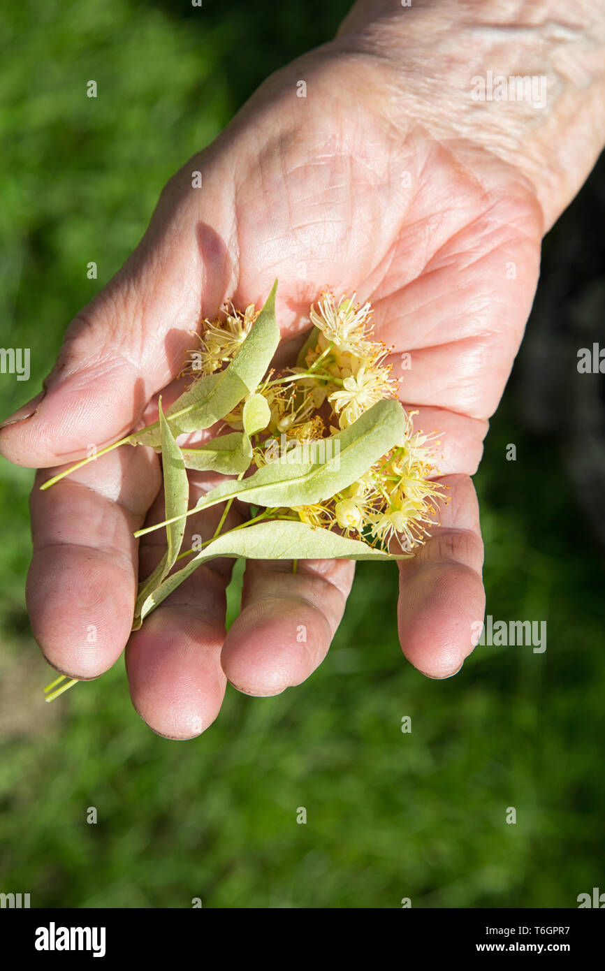 grandmother holds a lime flower in her hands outdoors Stock Photo