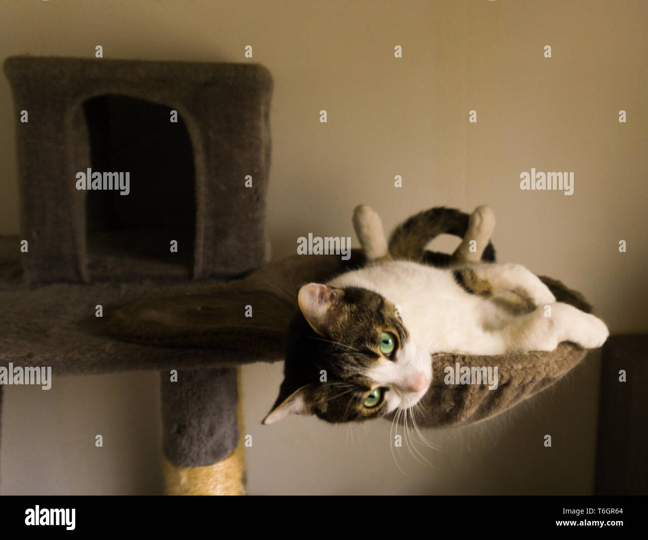 Cyberpunk cat meme hi-res stock photography and images - Alamy