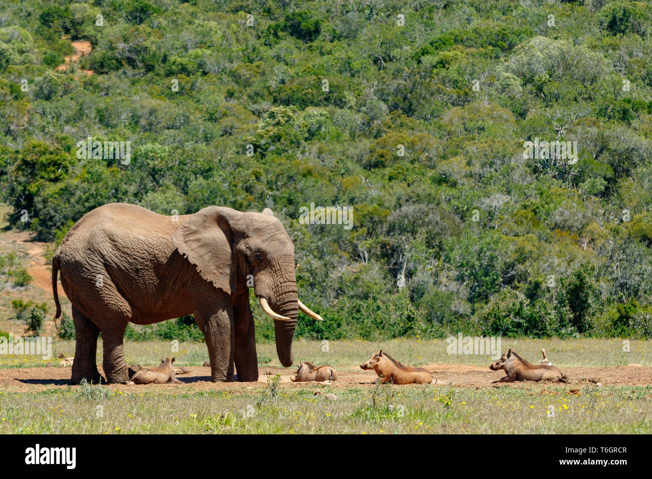 Elephant watching all the warthogs lying next to the dam Stock Photo