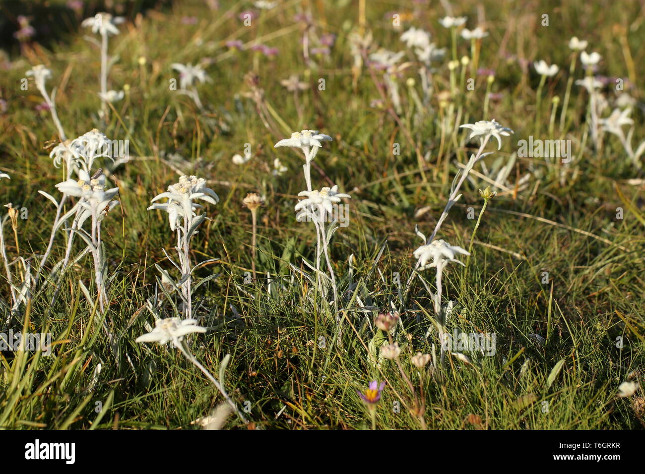 edelweis flowers on a field Stock Photo